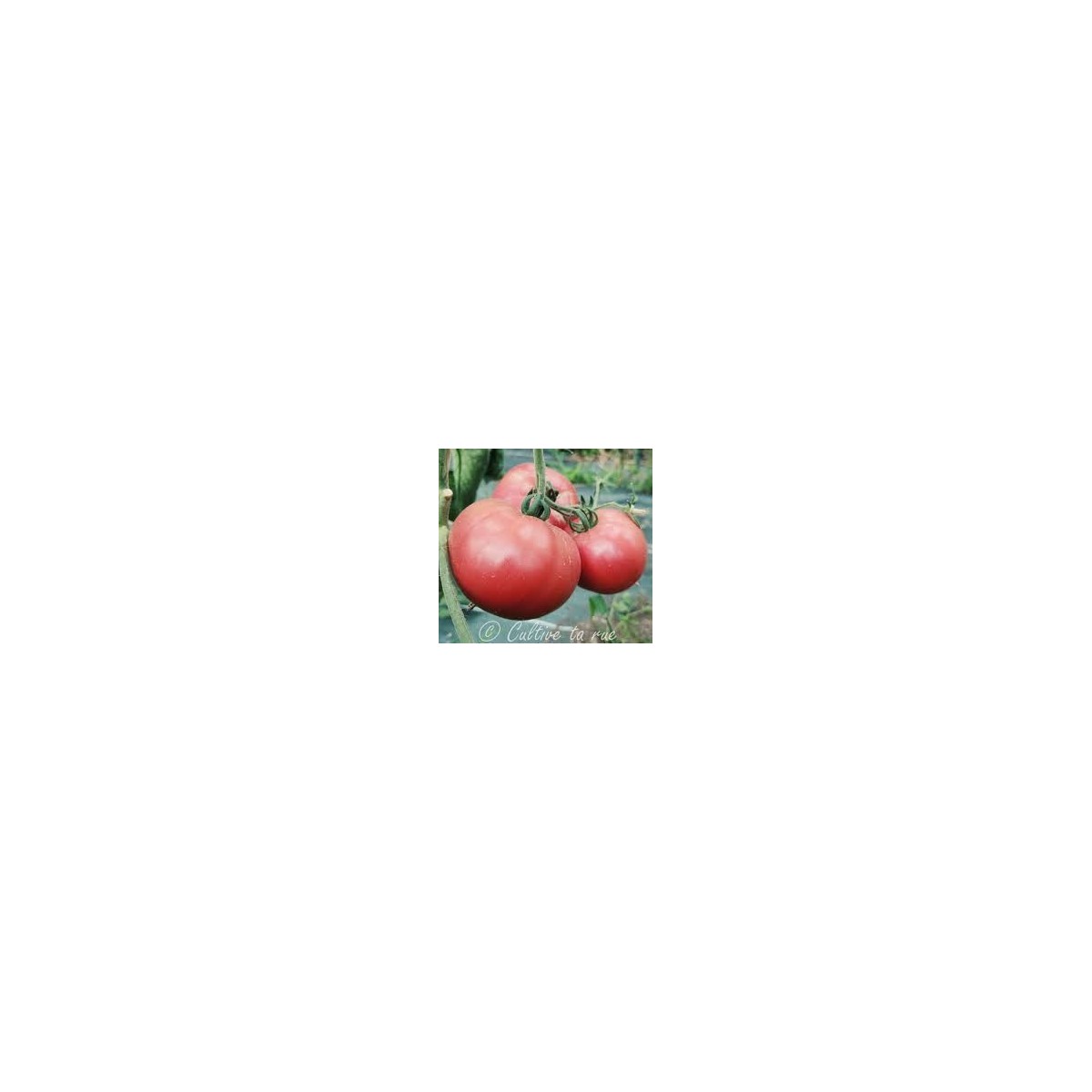 Tomate Purple