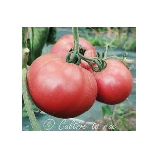 Tomate Purple