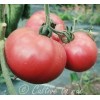 Tomate Purple