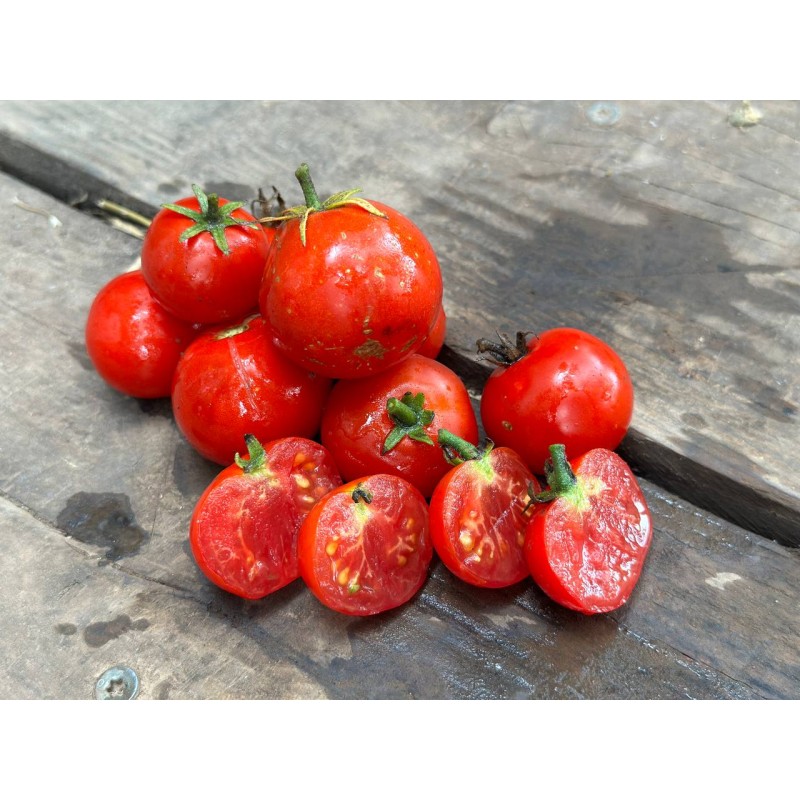 Tomate Joyau de l'Idaho variété précoce  semences bio