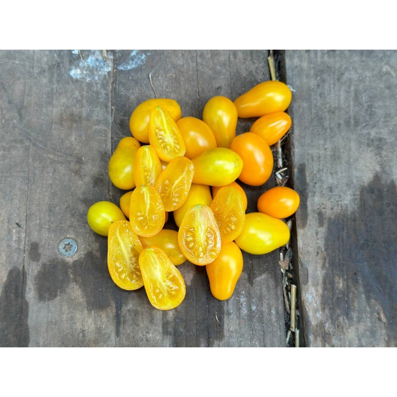 Tomate cerise œur de pigeon graines bio vente en ligne