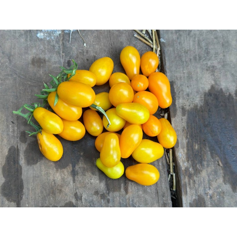 Tomate cerise œur de pigeon graines bio vente en ligne