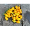 Tomate cerise œur de pigeon graines bio vente en ligne