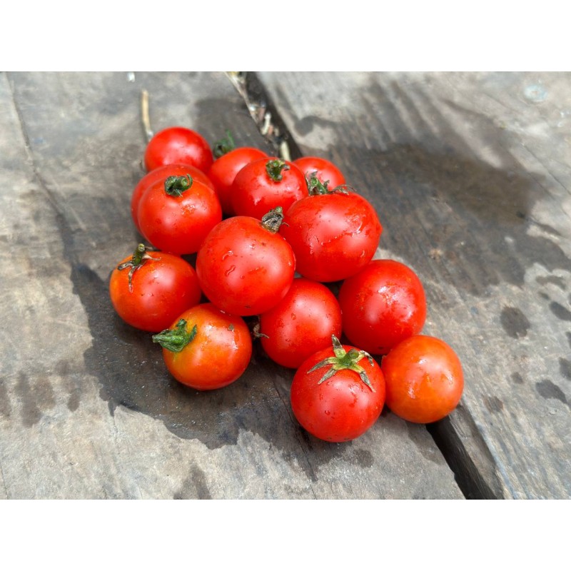 Tomate Robin idéale pour la culture en pot. Semences biologiques.