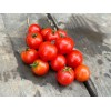 Tomate Robin idéale pour la culture en pot. Semences biologiques.