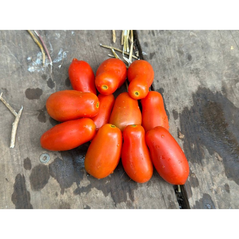 Tomate italienne Dix doigts de Naples semences biologiques