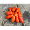 Tomate italienne Dix doigts de Naples semences biologiques