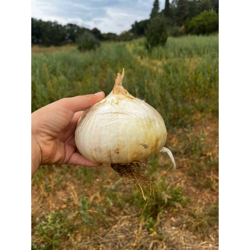 Oignon blanc de Rebouillon semences biologiques