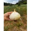 Oignon blanc de Rebouillon semences biologiques
