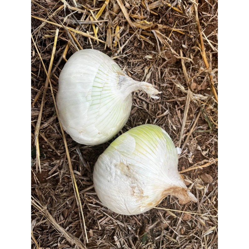 Oignon blanc de Rebouillon semences biologiques