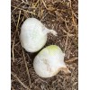 Oignon blanc de Rebouillon semences biologiques