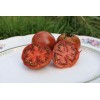 Tomate Purple Perfect
