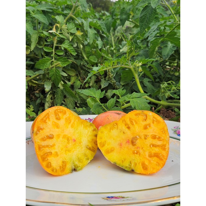 Tomate Ananas
