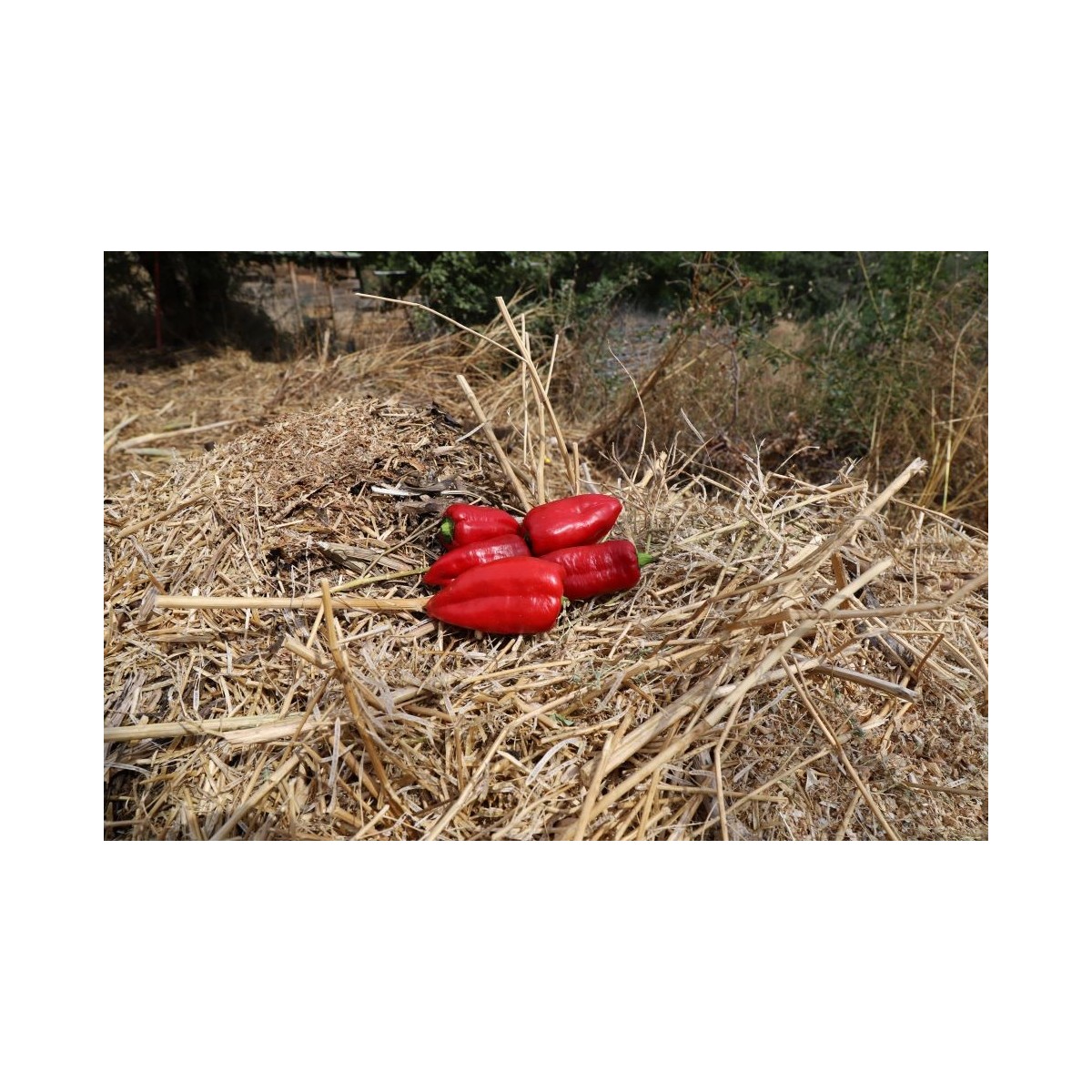 Poivron Rosso
