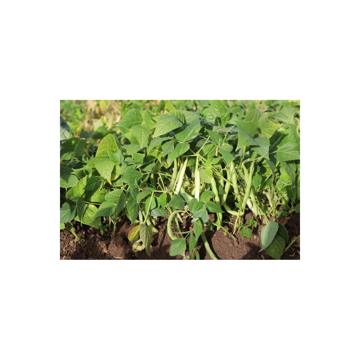 Haricot vert nain Contender semences biologiques.