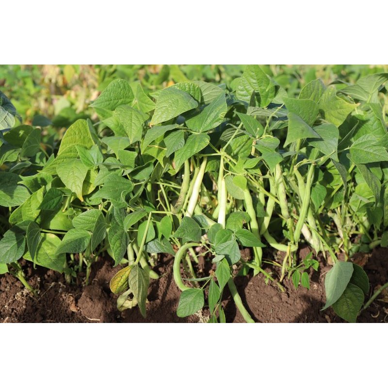 Haricot vert nain Contender semences biologiques.