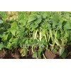 Haricot vert nain Contender semences biologiques.