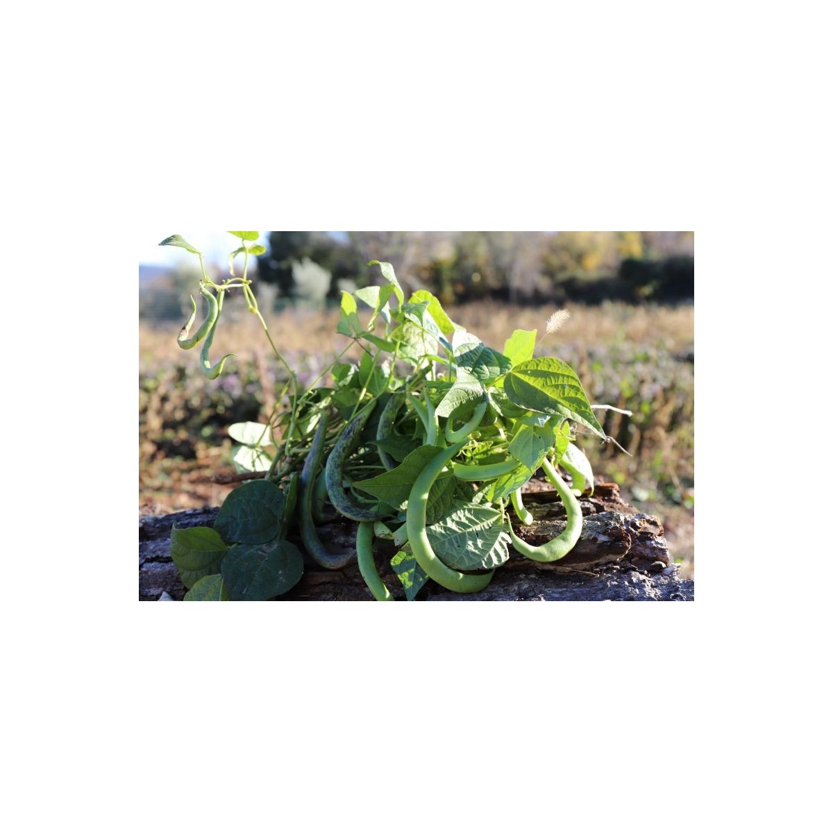 Haricot vert nain Contender semences biologiques.