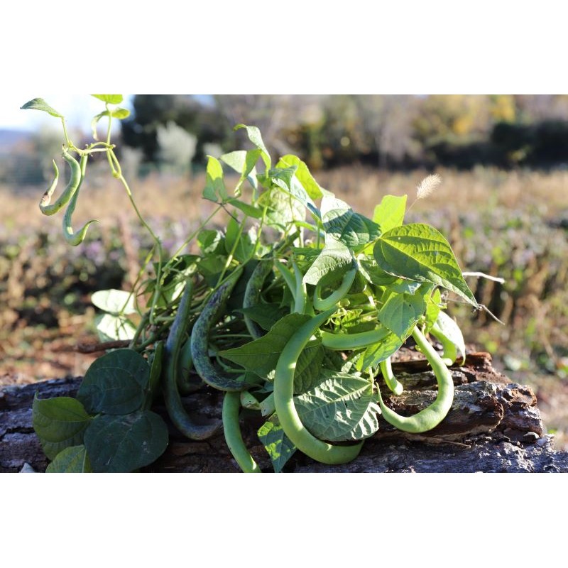 Haricot vert nain Contender semences biologiques.