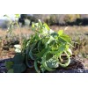 Haricot vert nain Contender semences biologiques.