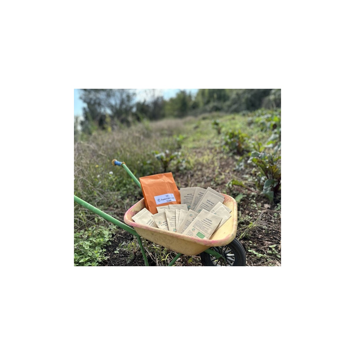Pack de graines bio à semer de mai :  16 variétés