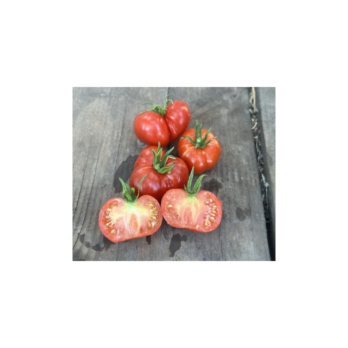 Tomate Calabache Rouge bio résistante à la sécheresse