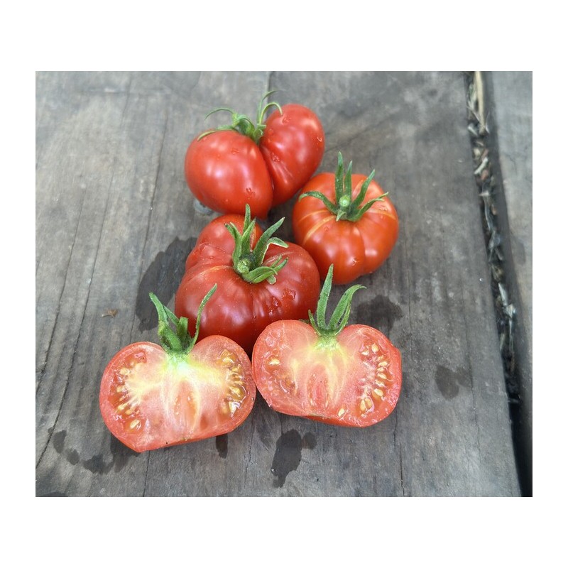 Tomate Calabache Rouge bio résistante à la sécheresse