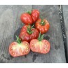 Tomate Calabache Rouge bio résistante à la sécheresse
