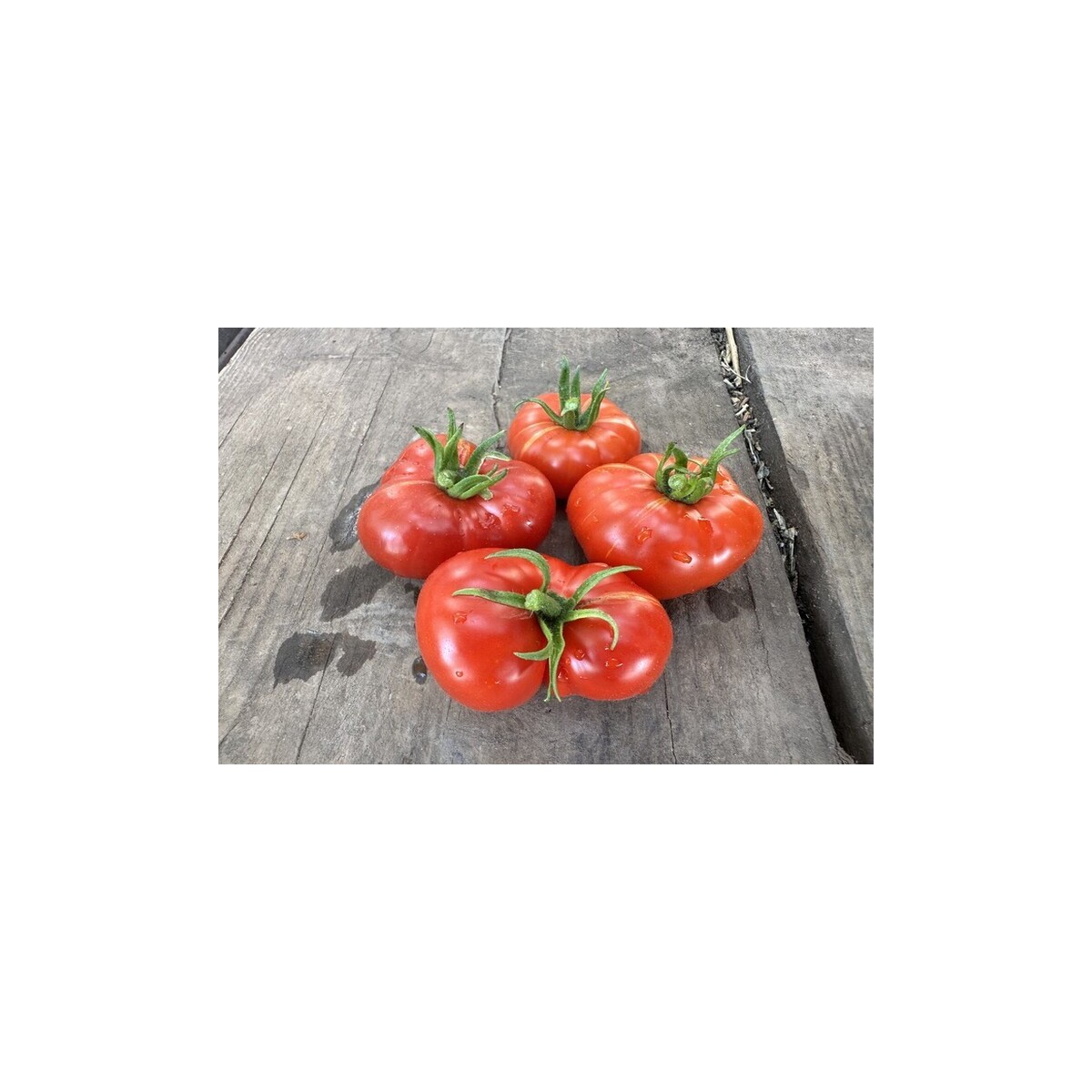 Tomate Calabache Rouge bio résistante à la sécheresse