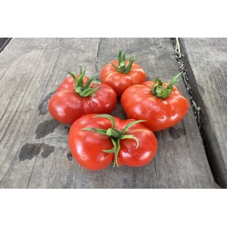 Tomate Calabache Rouge bio résistante à la sécheresse