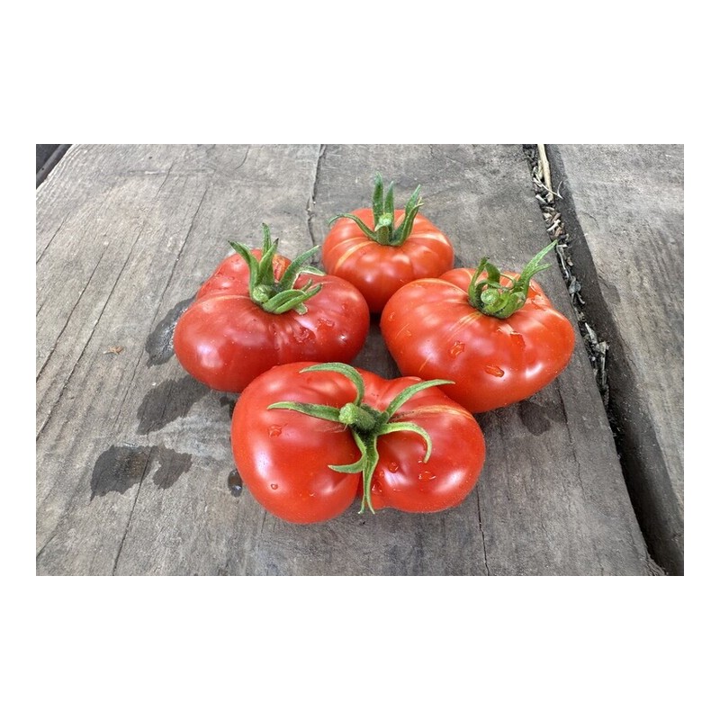 Tomate Calabache Rouge bio résistante à la sécheresse