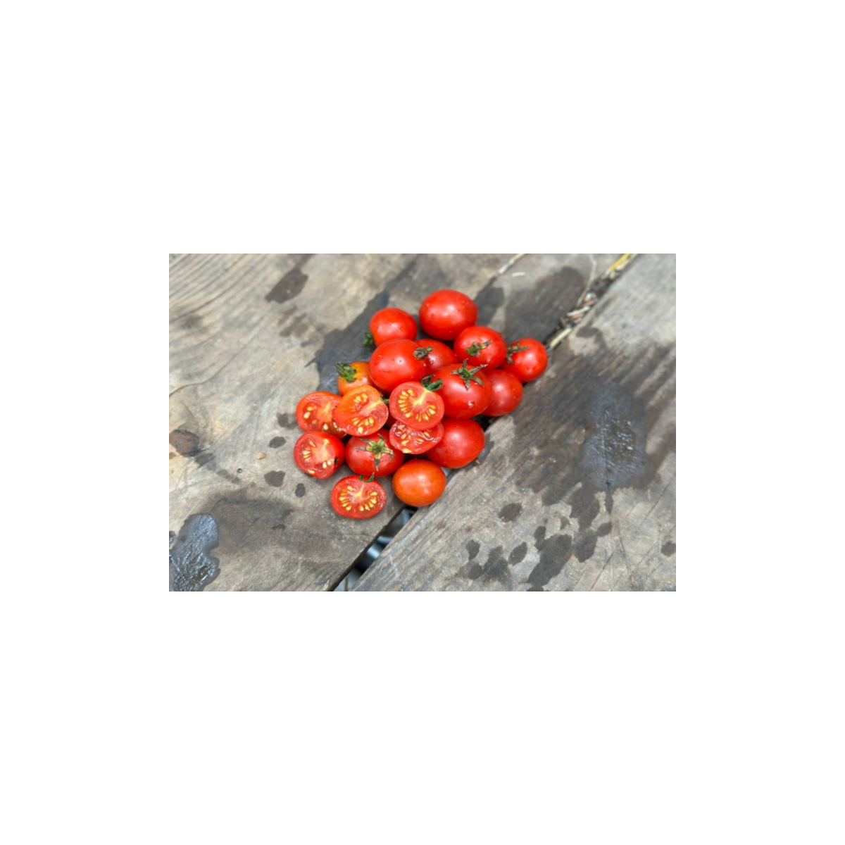 Tomate Robin idéale pour la culture en pot. Semences biologiques.