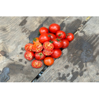 Tomate Robin idéale pour la culture en pot. Semences biologiques.