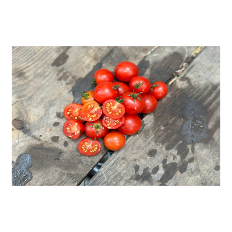 Tomate Robin idéale pour la culture en pot. Semences biologiques.