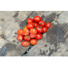 Tomate Robin idéale pour la culture en pot. Semences biologiques.