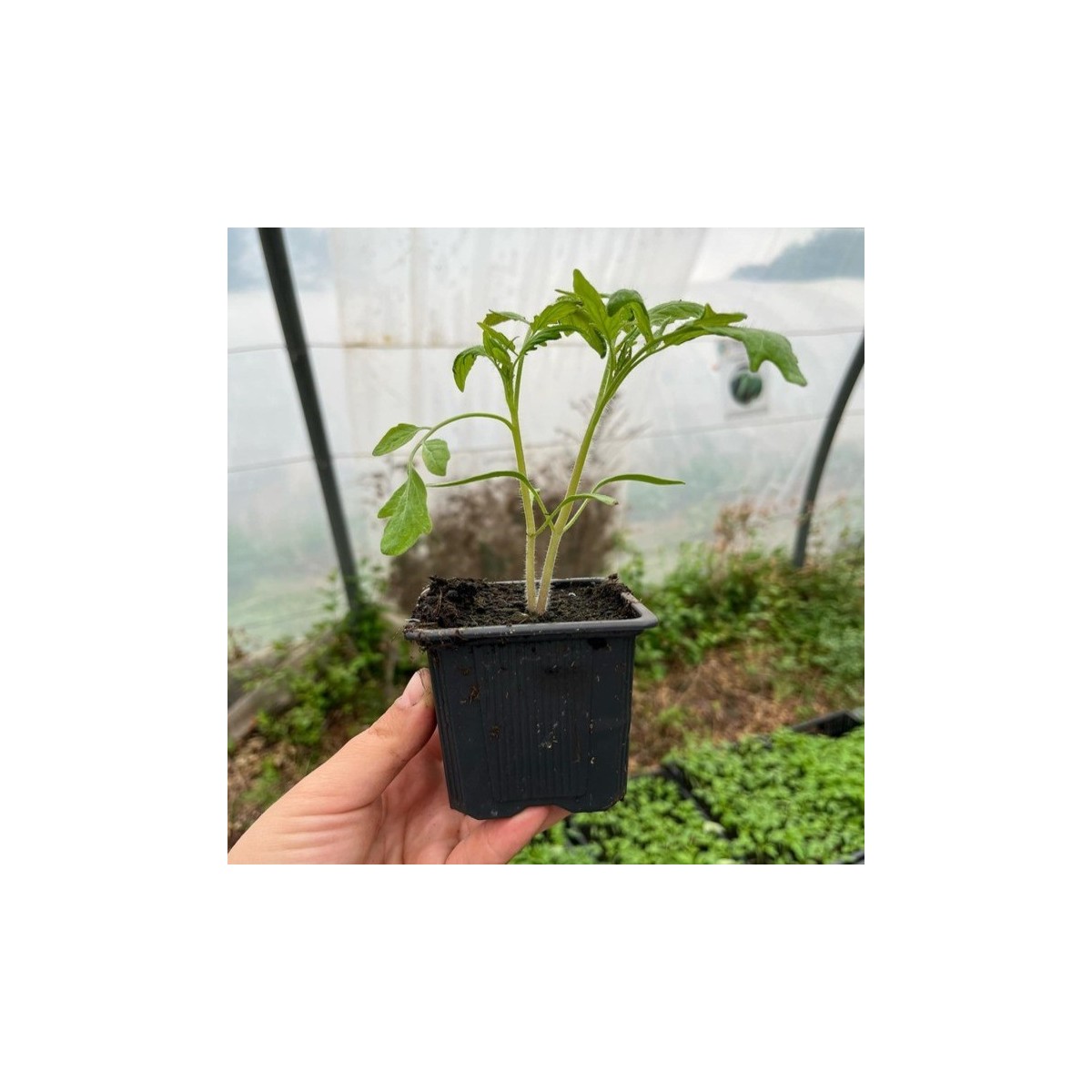 Pack de 12 plants de légumes bio : Cultivez des saveurs authentiques réf 03