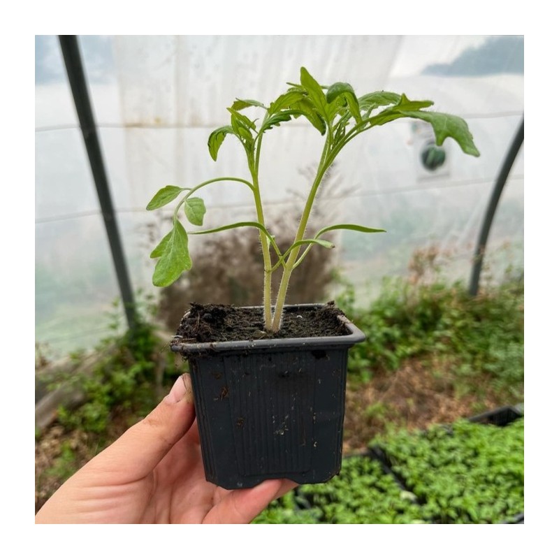 Pack de 12 plants de légumes bio : Cultivez des saveurs authentiques réf 03