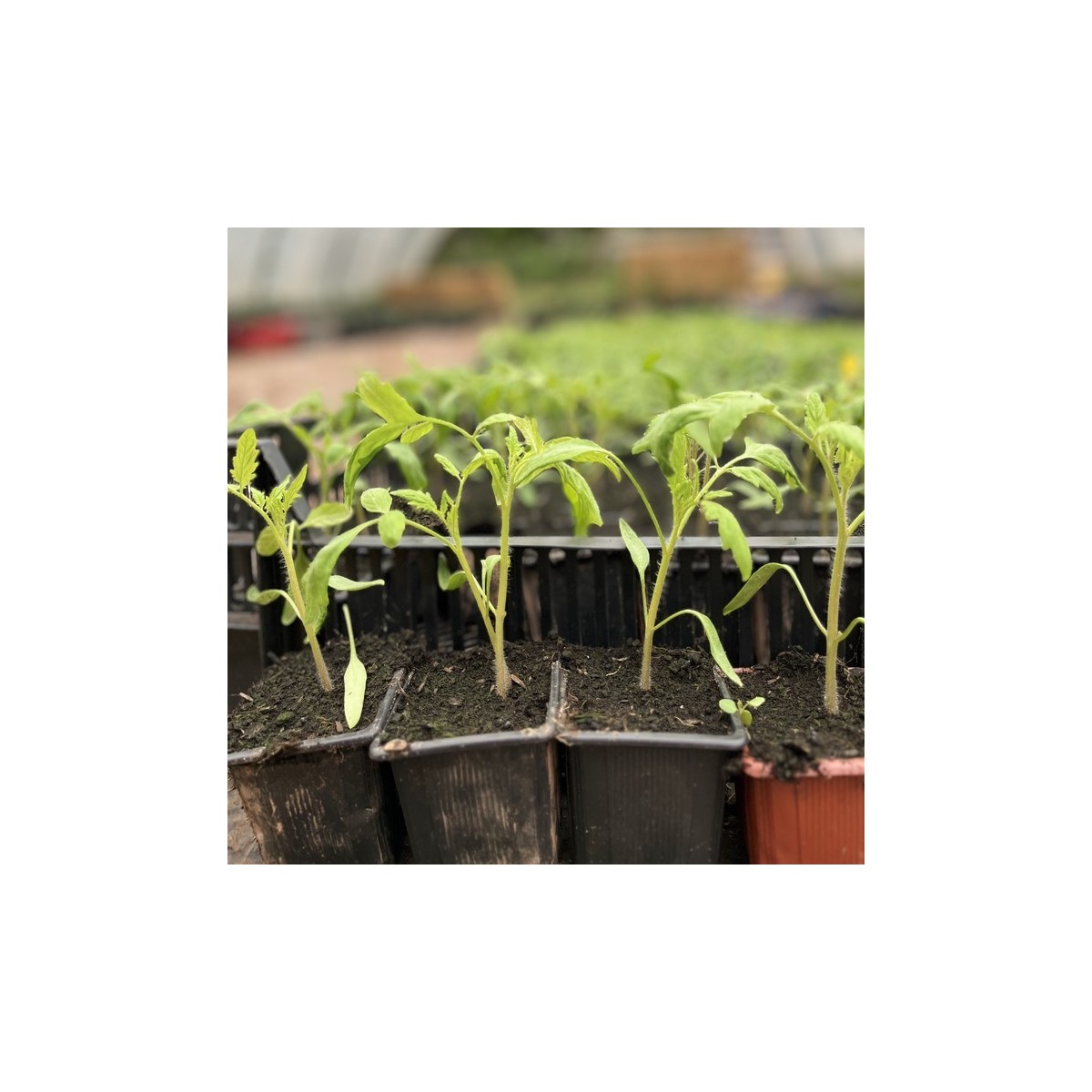 Pack de 12 tomates charnues bio : Cultivez des saveurs authentiques réf 04