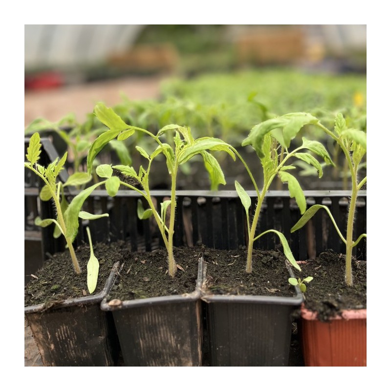 Pack de 12 tomates charnues bio : Cultivez des saveurs authentiques réf 04