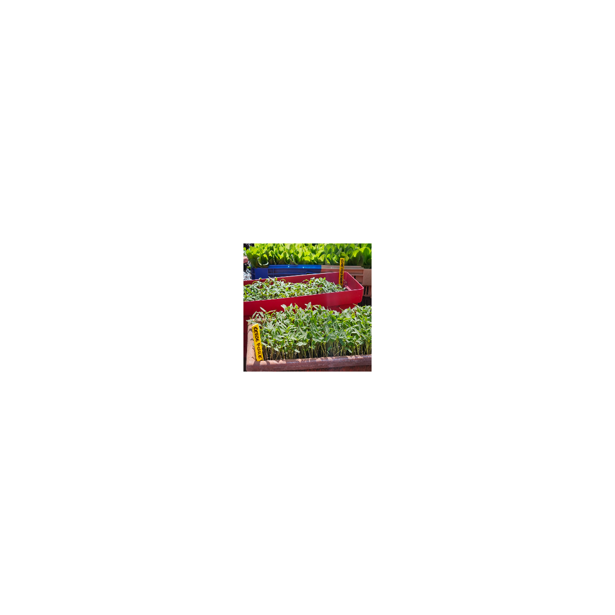 Plants de tomates et légumes bio en ligne