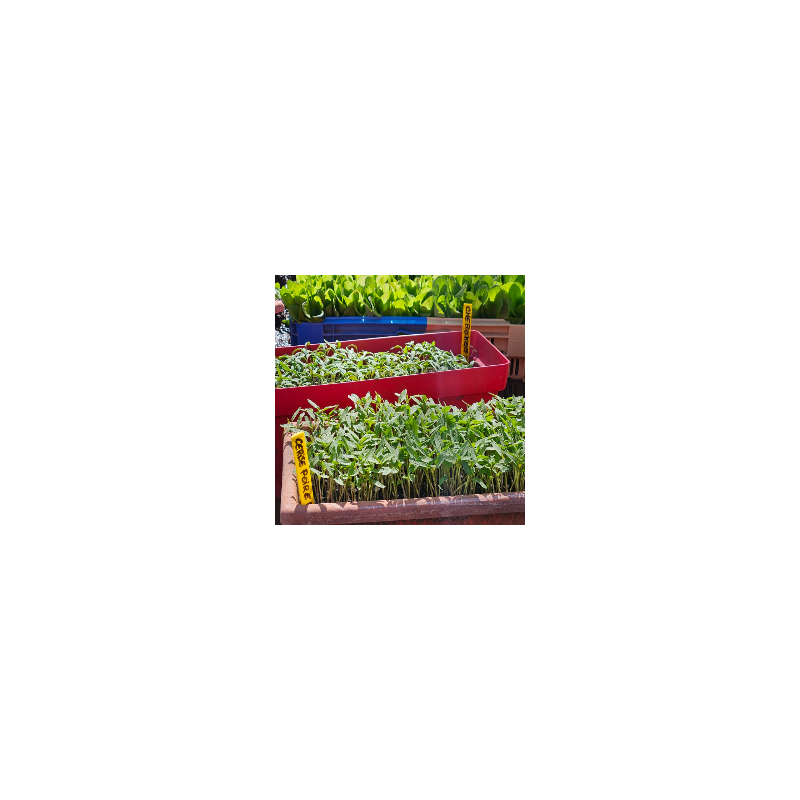 Plants de tomates et légumes bio en ligne