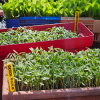 Plants de tomates et légumes bio en ligne