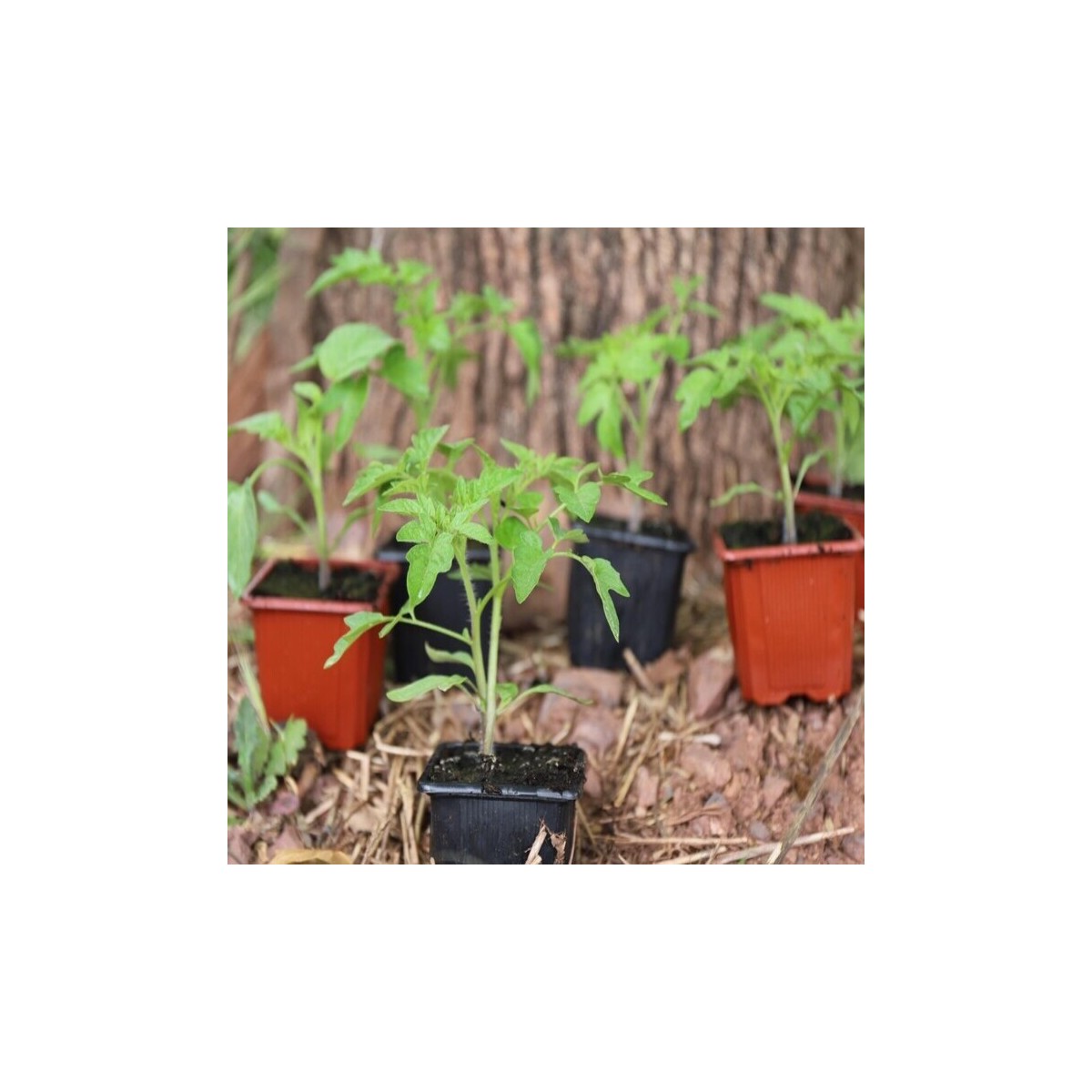 Assortiment de 18 plants de tomates et de légumes