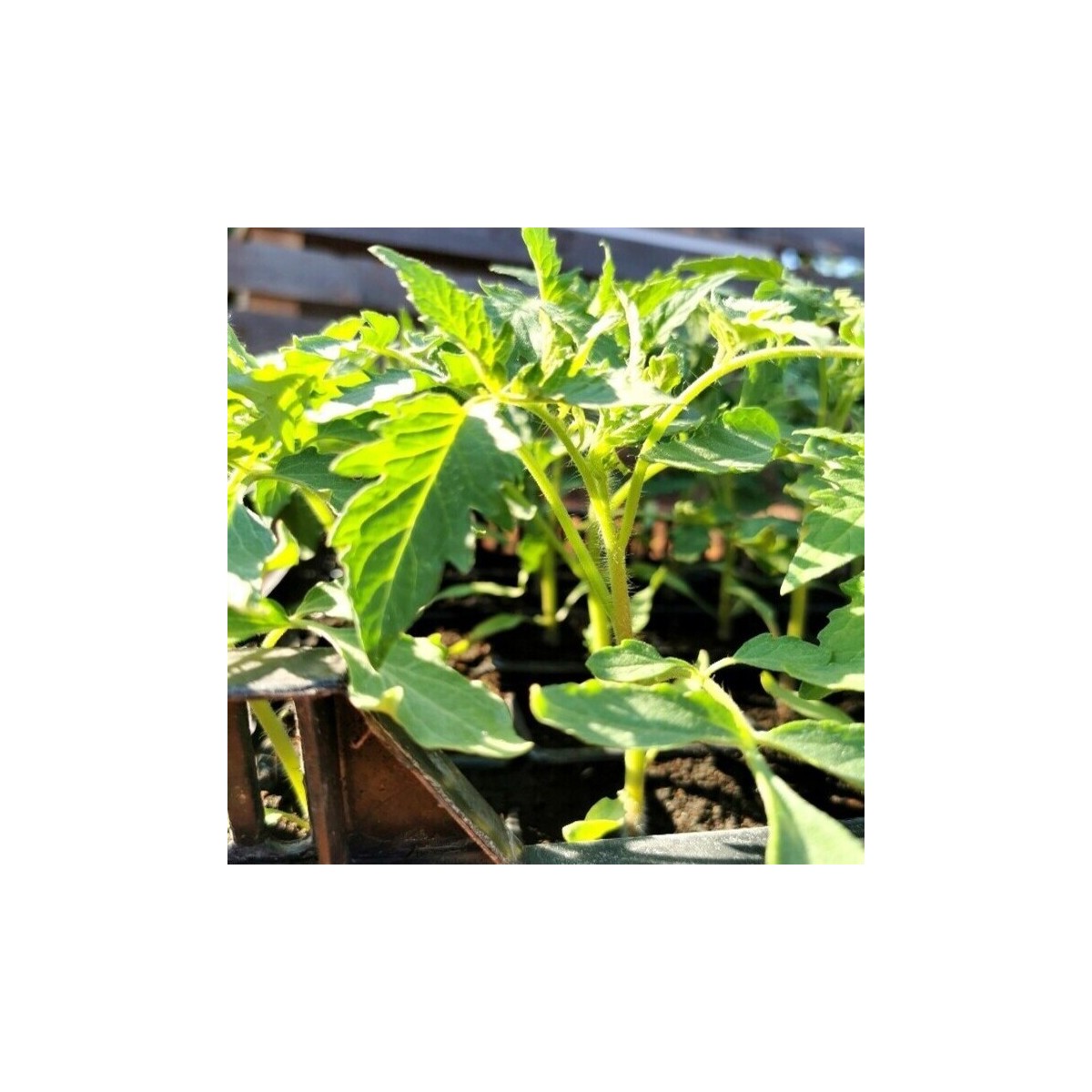 Assortiment de tomates variétés anciennes bio vente en ligne