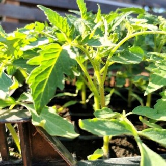 Assortiment de tomates variétés anciennes bio vente en ligne