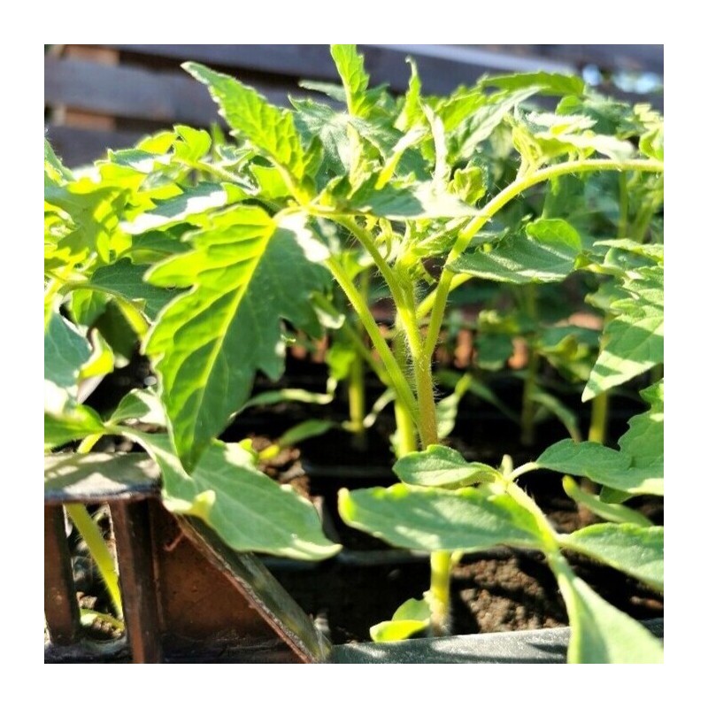 Assortiment de tomates variétés anciennes bio vente en ligne