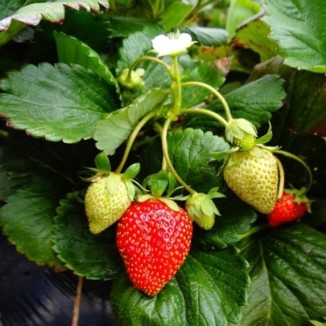 Assortiment de 12 plants de fraisiers bio : Saveurs et fraîcheur au jardin