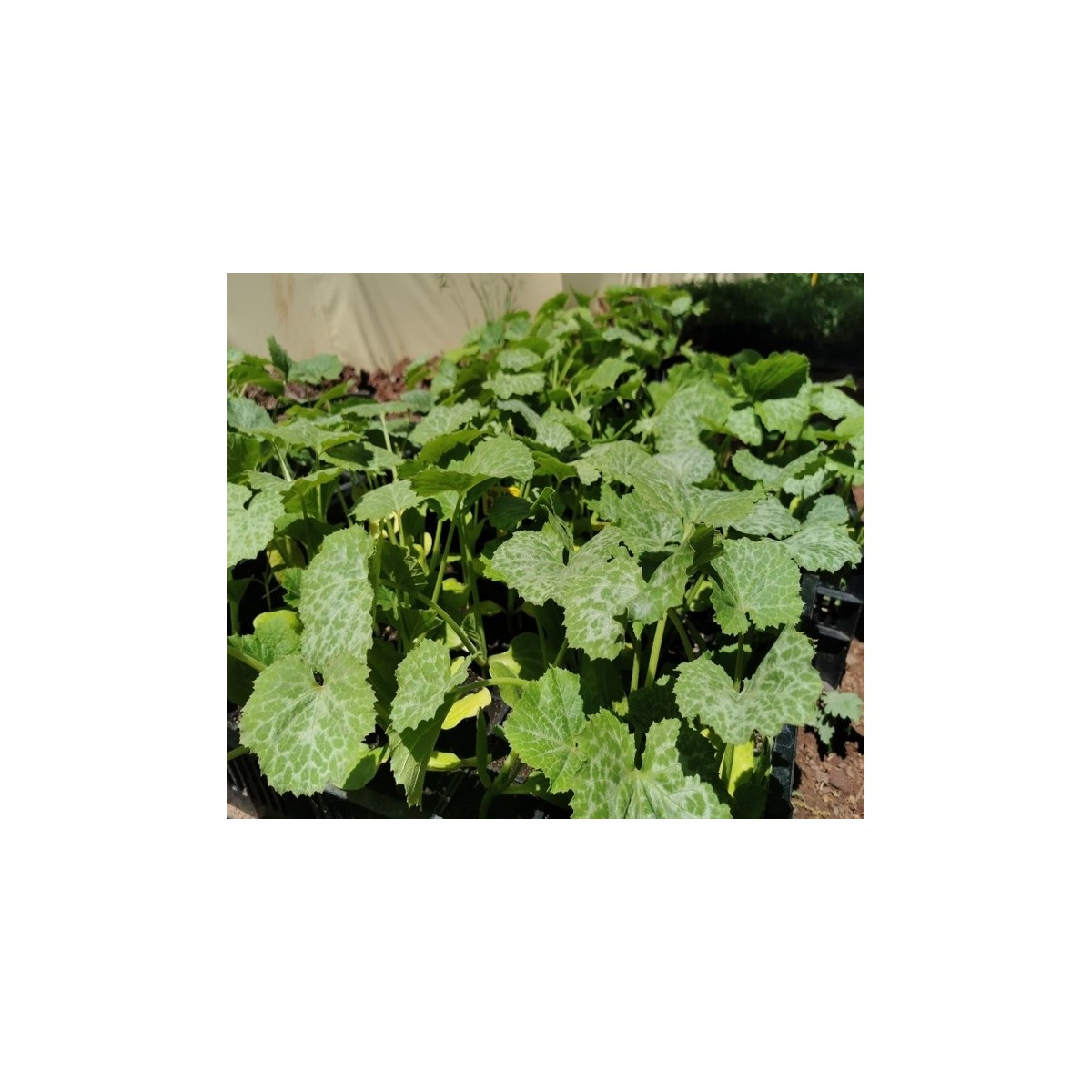 Pack de 12 plants de légumes bio : Cultivez des saveurs authentiques réf 03