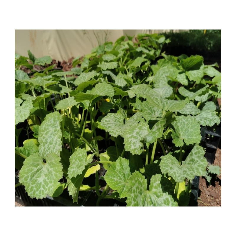 Pack de 12 plants de légumes bio : Cultivez des saveurs authentiques réf 03