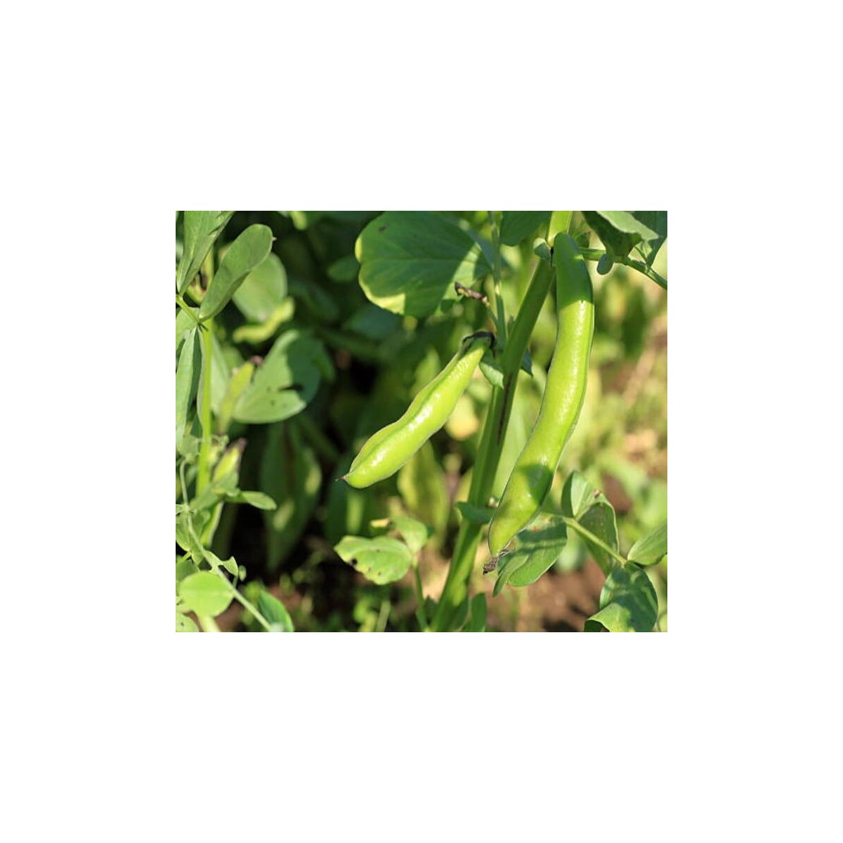 Fève Eleonora. Semences biologiques